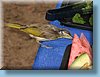 australia_066.jpg