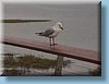 australia_099.jpg