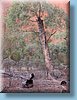 australia_210.jpg