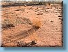 australia_216.jpg