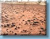australia_255.jpg