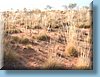 australia_256.jpg