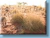 australia_260.jpg