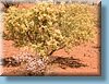 australia_286.jpg