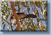 australia_294.jpg