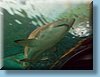 australia_375.jpg