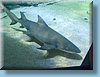 australia_380.jpg