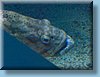 australia_382.jpg