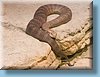 australia_386.jpg