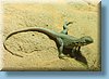australia_387.jpg
