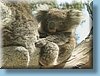 australia_392.jpg