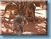 australia_393.jpg