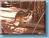 australia_394.jpg