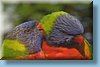 australia_400.jpg