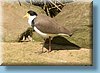 australia_435.jpg
