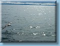 island_039.jpg