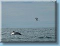 island_056.jpg