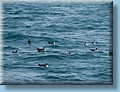 island_057.jpg