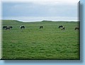 island_120.jpg