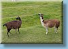 machu_65.jpg