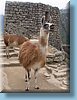 machu_77.jpg