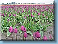 netherlands_04.jpg
