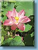 thai_038.jpg