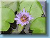 thai_091.jpg