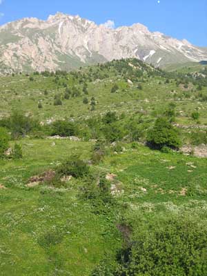 Korab