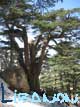 Libanon
